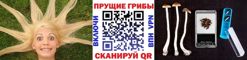 Купить где  Губаха  Псилоцибиновые грибы Psilocybe 